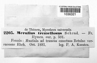 Phlebia tremellosa image